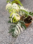 Monstera variegata XXL nr 4