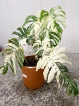 Monstera variegata XXL nr 4