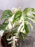 Monstera variegata XXL nr 4