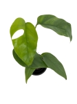 Rhaphidophora tetrasperma (Monstera minima) - M