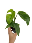 Rhaphidophora tetrasperma (Monstera minima) - M