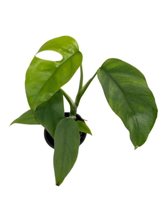 Rhaphidophora tetrasperma (Monstera minima) - M