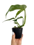 Rhaphidophora tetrasperma (Monstera minima) - M