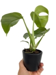 Rhaphidophora tetrasperma (Monstera minima) - M
