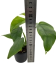 Rhaphidophora tetrasperma (Monstera minima) - M