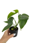 Rhaphidophora tetrasperma (Monstera minima) - M