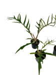 Philodendron tortum - S