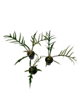 Philodendron tortum - S