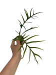 Philodendron tortum - S