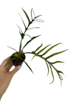 Philodendron tortum - S
