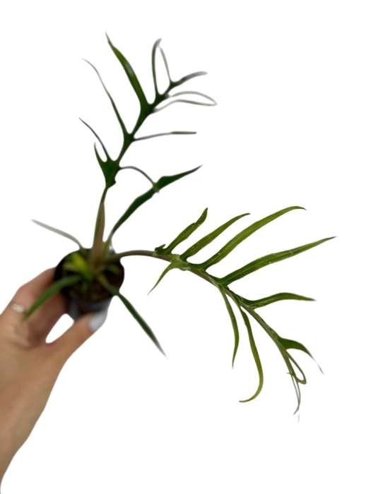 Philodendron tortum - S