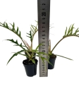 Philodendron tortum - S