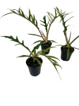 Philodendron tortum - S