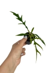 Philodendron tortum - S
