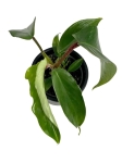 Philodendron squamiferum S