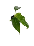 Philodendron squamiferum S
