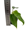 Philodendron squamiferum S