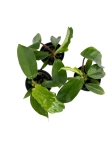Philodendron squamiferum S