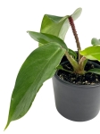 Philodendron squamiferum S