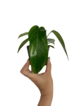Philodendron squamiferum S
