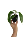 Philodendron squamiferum S