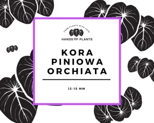 Kora piniowa ORCHIATA (1) (1)