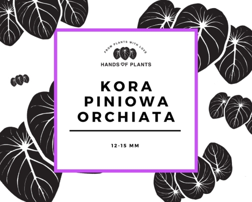 Kora piniowa ORCHIATA (1) (1)