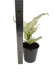 Aglaonema White Joy - M