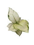 Aglaonema White Joy - M