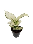 Aglaonema White Joy - M