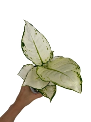 Aglaonema White Joy - M