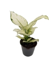 Aglaonema White Joy - M