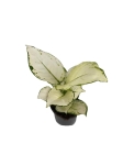 Aglaonema White Joy - M