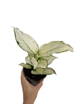 Aglaonema White Joy - M