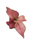 Aglaonema Pink Star - M