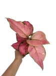 Aglaonema Pink Star - M