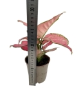 Aglaonema Pink Star - M