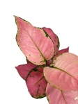 Aglaonema Pink Star - M