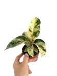Ficus elastica Moonshine - Ficus Shivereana - M