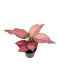 Aglaonema Pink Star - M