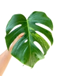 Monstera marmorata - cięty węzeł - nr 2