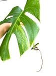 Monstera marmorata - cięty węzeł - nr 2
