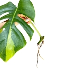 Monstera marmorata - cięty węzeł - nr 1