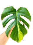 Monstera marmorata - cięty węzeł - nr 1