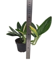 Monstera standleyana variegata - M