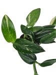 Monstera standleyana variegata - M