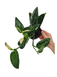 Monstera standleyana variegata - M