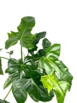 Philodendron Golden Dragon - L
