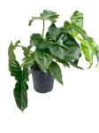 Philodendron Golden Dragon - L