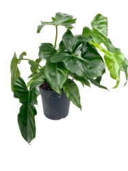 Philodendron Golden Dragon - L